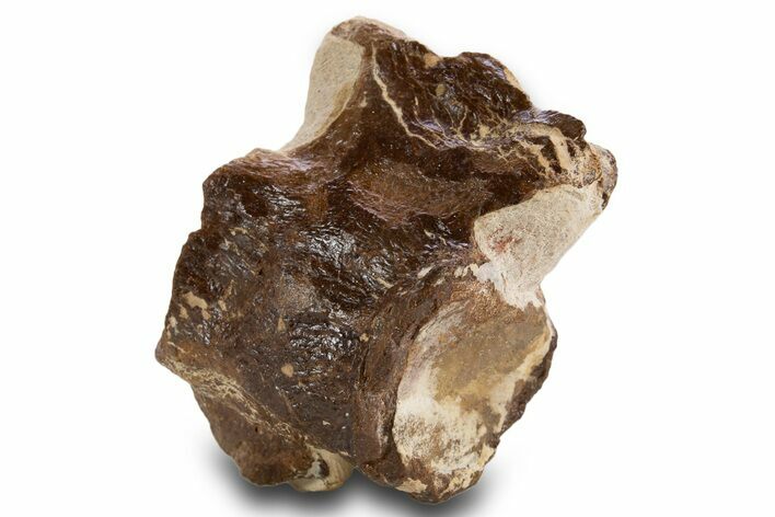 Fossil Plesiosaur Cervical Vertebra - Asfla, Morocco #334609